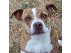 Spirit, Terrier (unknown Type, Medium) For Adoption In Des Moines, Iowa