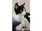 Athena, Domestic Shorthair For Adoption In Shakespeare, Ontario