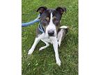 Frank, American Staffordshire Terrier For Adoption In Taylor, Michigan
