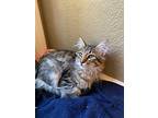 Grey, Domestic Mediumhair For Adoption In El Dorado Hills, California