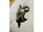 Kitten Beauty, Calico For Adoption In Sussex, New Jersey