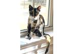 Kitten Belle, Calico For Adoption In Sussex, New Jersey