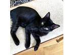 Kitten Chip, Domestic Shorthair For Adoption In Sussex, New Jersey