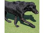 Alvin, Labrador Retriever For Adoption In Carrollton, Texas
