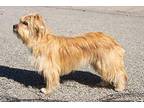 Norwich, Terrier (unknown Type, Small) For Adoption In Palos Heights, Illinois