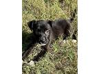 Socks, Border Terrier For Adoption In Cordova, Tennessee