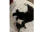 Sasha, Domestic Mediumhair For Adoption In Davis, California