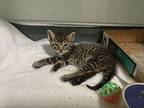 Jorge, Domestic Shorthair For Adoption In Davis, California