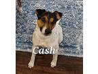 Cash In Dallas, Jack Russell Terrier For Adoption In Seguin, Texas
