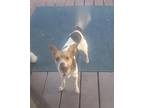 Cooks In Ft Worth, Jack Russell Terrier For Adoption In Seguin, Texas