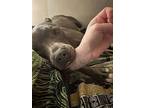 Pikachu (courtesy Post), American Pit Bull Terrier For Adoption In Davis