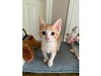 Leon & Russell - Tiny Luv Bugs, Tabby For Adoption In Houston, Texas