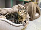Janie (must Go With Zuzu), Domestic Shorthair For Adoption In Cary
