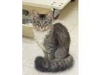 Zuzu (must Go With Janie), Domestic Mediumhair For Adoption In Cary