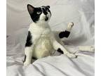 Mushu, Domestic Shorthair For Adoption In St Augustine, Florida