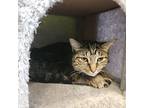Tripp, Domestic Shorthair For Adoption In Evansville, Indiana