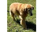 Ginger, Golden Retriever For Adoption In Fairhope, Alabama