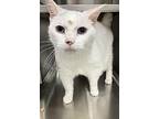 Della, Domestic Shorthair For Adoption In Greater Napanee, Ontario