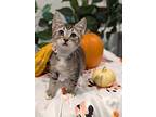 Sprout, Domestic Shorthair For Adoption In Fremont, California