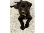 Ruby, Labrador Retriever For Adoption In Jackson, Tennessee