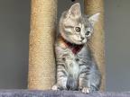 Bonnie, Domestic Shorthair For Adoption In Germansville, Pennsylvania