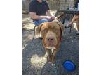 Bucky, American Staffordshire Terrier For Adoption In St. Petersburg, Florida