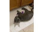 Petra, Russian Blue For Adoption In Manor, Texas