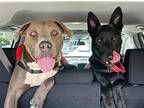 Cookie, American Pit Bull Terrier For Adoption In Beverly Hills, California