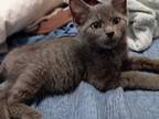 Abigail, Russian Blue For Adoption In Inez, Kentucky