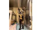 Jessicat, Domestic Shorthair For Adoption In Elk Grove, California