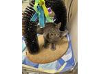 Sweetie, Domestic Shorthair For Adoption In Elk Grove, California