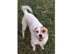 Wes In San Antonio, Jack Russell Terrier For Adoption In Seguin, Texas
