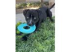 Roscoe, Labrador Retriever For Adoption In Elk Grove, California