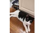 Juice, Domestic Shorthair For Adoption In Darien, Georgia