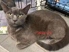 Patsy B, Domestic Shorthair For Adoption In Darien, Georgia