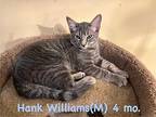 Hank, Domestic Shorthair For Adoption In Darien, Georgia