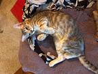 Bleu, Domestic Shorthair For Adoption In Darien, Georgia