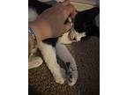 Gigi, Domestic Shorthair For Adoption In Darien, Georgia