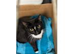 Oreo / Sadie, Domestic Shorthair For Adoption In Darien, Georgia