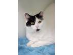 Pretty, Domestic Shorthair For Adoption In Cleveland, Ohio