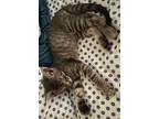 Twizzler, Domestic Shorthair For Adoption In Sebastian, Florida