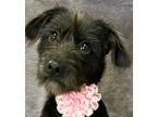 Roxie, Terrier (unknown Type, Small) For Adoption In Lodi, California