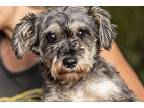 Sue (aka Suzy Lou), Schnauzer (miniature) For Adoption In Homer Glen, Illinois