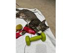 Jazz Music, Domestic Shorthair For Adoption In Provo, Utah