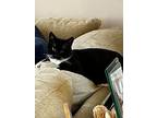 Cleo, Domestic Shorthair For Adoption In Waterbury, Connecticut