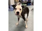 Bumble, American Pit Bull Terrier For Adoption In Richmond, Virginia