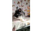 Loki, Lionhead For Adoption In Waynesboro, Virginia