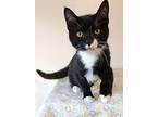 Hilroy, Domestic Shorthair For Adoption In Stratford, Ontario