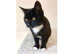 Tico, Domestic Shorthair For Adoption In Stratford, Ontario