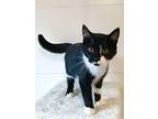 Elmer, Domestic Shorthair For Adoption In Stratford, Ontario